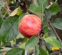 Æblesort Gråsten Mørkerød